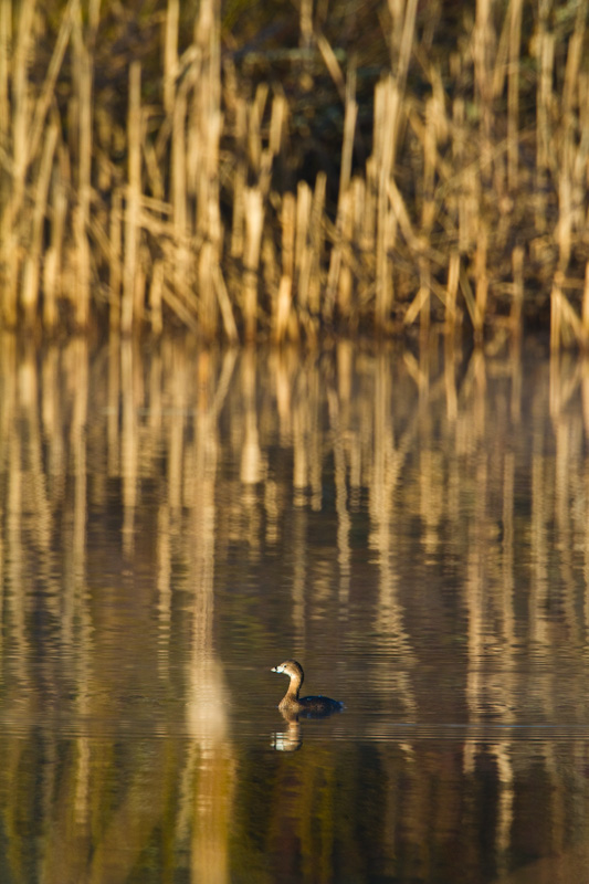 Pied-Billed Grebe